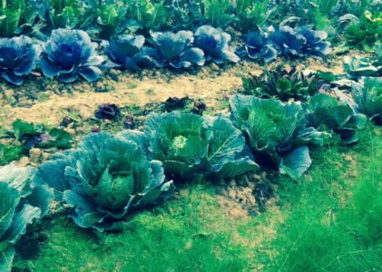 GARDENS